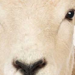 luxurious wool